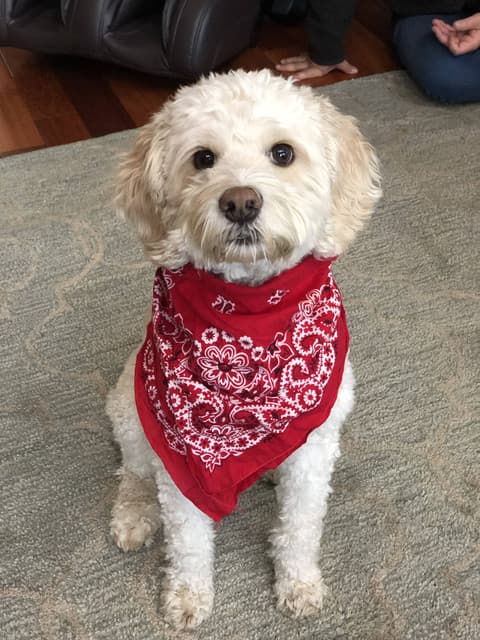 Biscuit